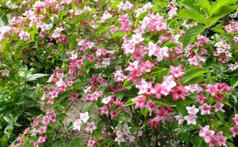 Hoe zorg je voor Weigela Rosea - een prachtige bloeiende vaste plant