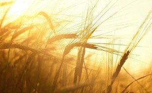 Trattamento dei semi di grano prima della semina