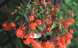 Begonia ampelosa in crescita