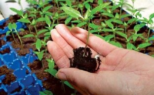 Do eggplant need a pick or how to properly transplant grown eggplant seedlings
