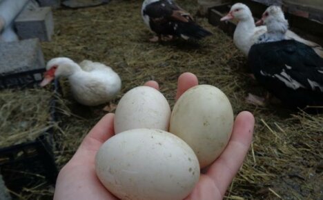 Mutees fokken - wanneer Indo-meisjes eieren beginnen te leggen