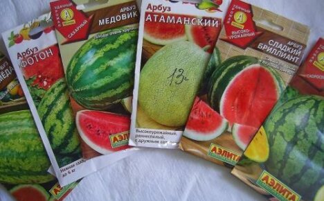 Datoer til plantning af vandmeloner til kimplanter og i åben grund