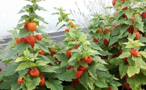 Acilen bir Meksika domatesine ihtiyacınız var - sebze physalis, büyüyen ve bakım, fotoğraf