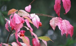Kaunein ja kirjava syksyinen pensas yllätyksellä - syyläinen euonymus