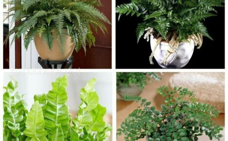 Indoor ferns - types and names of the most popular plants