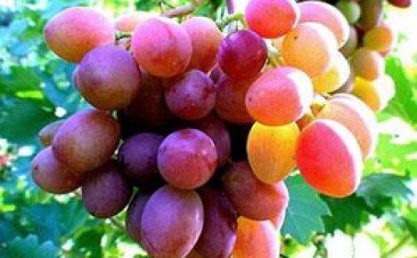 Regole per la coltivazione dell'uva nella corsia centrale per i principianti