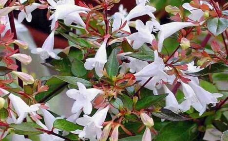 Abelia hoa lớn: quy tắc trồng và chăm sóc cây