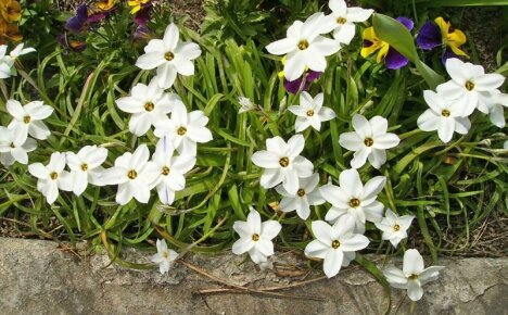 Zarte Blume ifeion - Anbau im Freien