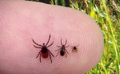 What ticks look like and which are the most dangerous for humans