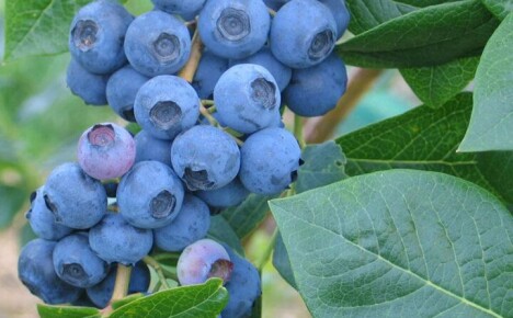 What care does Northland tall blueberry need?