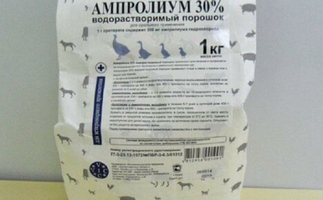 Amprolium: instruktioner til brug af lægemidlet til behandling af fjerkræ og kaniner