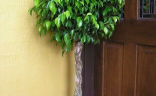 A symbol of prosperity and well-being, ficus Benjamin: the nuances of caring for a family amulet