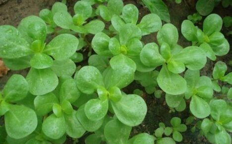 Rau Purslane - một loại cỏ dại ăn được trong vườn của bạn