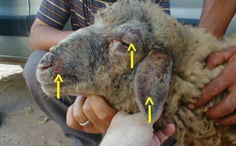 Vlastnosti vývoje neštovic při porážce ovcí a koz