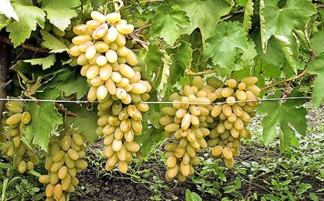 Uzgoj i briga o grožđu na osobnoj parceli