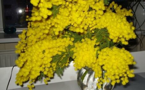 How to keep mimosa fluffy: fill water and moisturize flowers