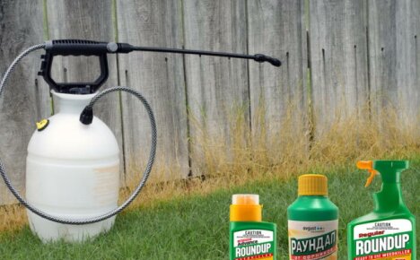 Roundup against weeds - instructions for use and features of use
