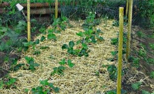 How and when to mulch strawberries