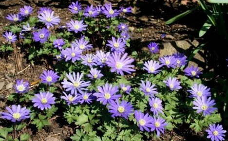 Anemone Blanda - eine Frühlingsprimel in Ihrem Garten