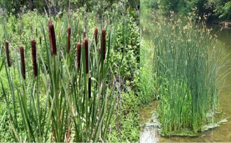 Cattail and reeds - differences, photos or New acquaintance with the plants we are used to