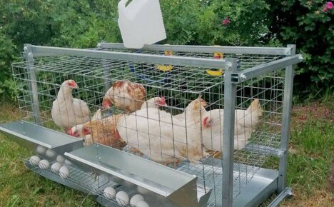 Keeping chickens regularly in cages - saving space and profitable profit