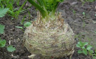 Kořenový celer: technika pěstování od semene po tuřín