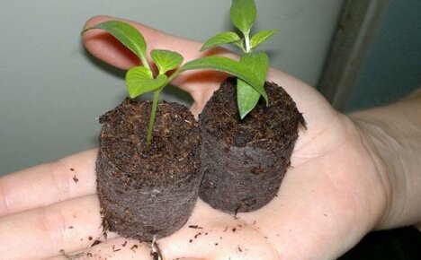 We use coconut substrate to grow good seedlings