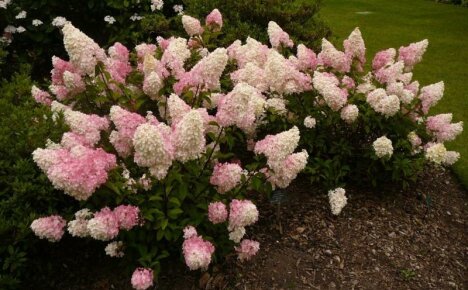 Hydrangea paniculata - variétés avec photos
