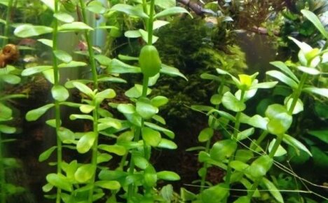 Bacopa Madagascar - a necessary and useful plant for an aquarium