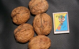 Varieti walnut berbuah terbesar - memilih raksasa untuk penuaian super