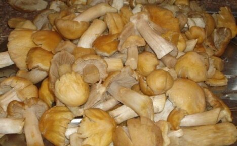 Originální předkrm na dovolenou a nejen - recept na nakládané kuřecí houby