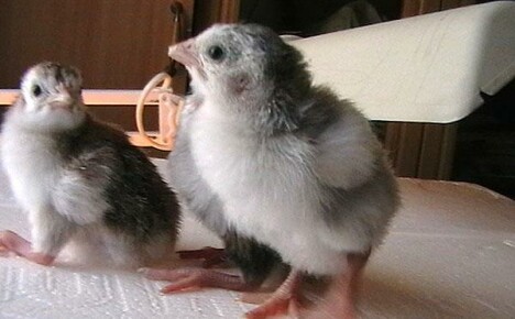 Wie ist die Inkubation von Perlhühnern in der Haus- und Hofzucht