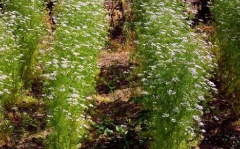 Growing aromatic coriander: when, where and how to plant