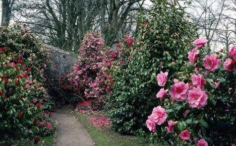 Camellia taman - menanam dan merawat wanita Jepun yang berubah-ubah