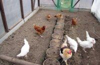 Wie man Hühnermist richtig aufträgt und züchtet?