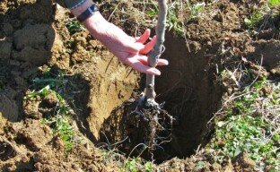 Planting a pear seedling in open ground
