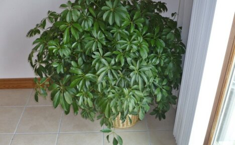 Get yourself an umbrella tree - caring for a chef at home
