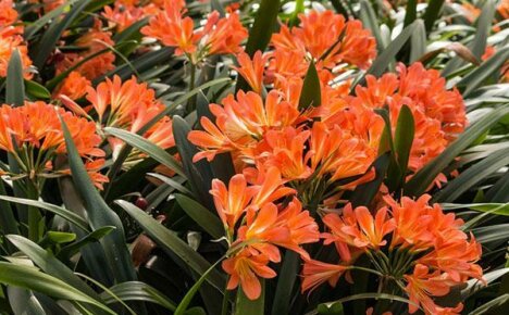 Competent care of clivia is the guarantor of luxurious flowering