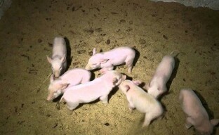 Prenez note des pratiques d'élevage porcin progressives