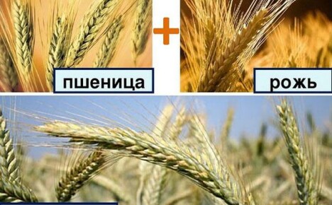 Triticale is a hybrid of rye and wheat in the fields of our country