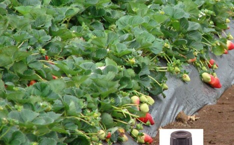 Proti napadení škůdci a rozvoji nemocí krmíme jahody jódem