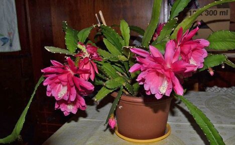 How to care for your epiphyllum at home