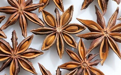 Proprietăți utile ale semințelor de anason și contraindicații pentru sănătatea umană