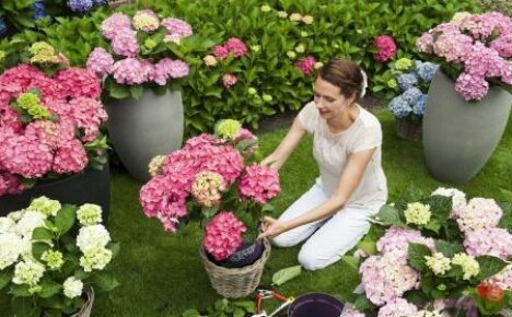 Pflege von Hortensien: Merkmale des Anbaus eines Gartens und einer Zimmerpflanze
