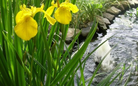Кога да засадите блатен ирис - естествен филтър за езерце