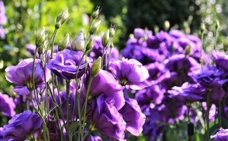 Growing refined lisianthus in a flower bed and in a pot