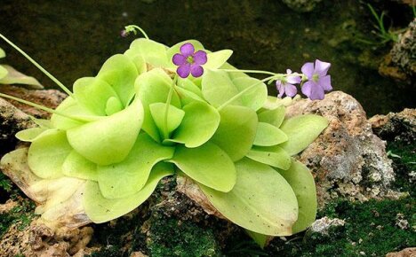 Eine ungewöhnliche Zimmerpflanze aus der Gattung der Insektenfresser - Zhiryanka
