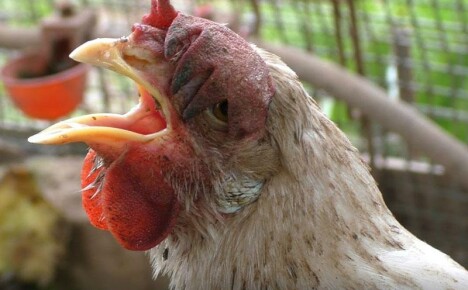 Οι πιο συχνές ασθένειες κοτόπουλου, ορατά συμπτώματα και θεραπείες