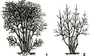 Prawidłowe cięcie dorosłego krzewu wiciokrzewu