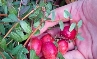 Apresentamos a sua atenção variedades de cranberries de frutos grandes